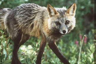 Redtail fox in Denali Park